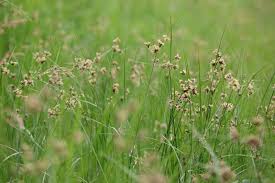 Attēlu rezultāti vaicājumam “Bolboschoenus maritimus”