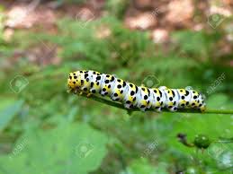 Attēlu rezultāti vaicājumam “Shargacucullia scrophulariae”