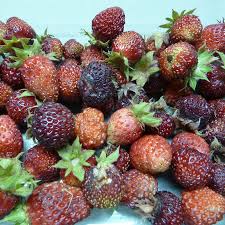 Attēlu rezultāti vaicājumam “Fragaria moschata”