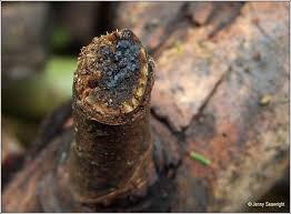 Attēlu rezultāti vaicājumam “Mollisia cinerea”