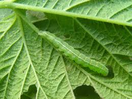 Attēlu rezultāti vaicājumam “Hypena rostralis”