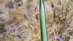 Attēlu rezultāti vaicājumam “Muscari botryoides leaf”