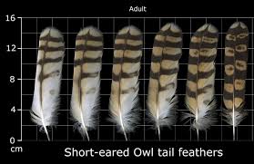 Attēlu rezultāti vaicājumam “Asio flammeus adult”