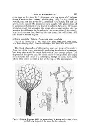 Attēlu rezultāti vaicājumam “Cribraria ferruginea”