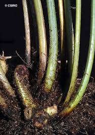 Attēlu rezultāti vaicājumam “Lignydium muscorum macro”