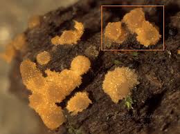 Attēlu rezultāti vaicājumam “Bactridium flavum”