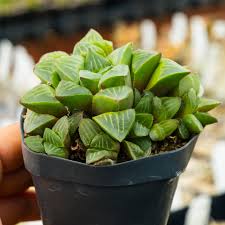 Image result for Haworthia mix