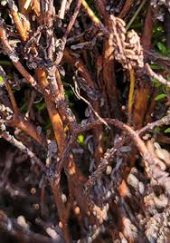 Attēlu rezultāti vaicājumam “Empetraceae”