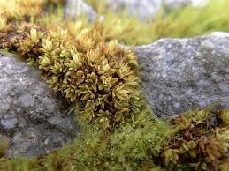 Attēlu rezultāti vaicājumam “Barbula convoluta sporophyte”