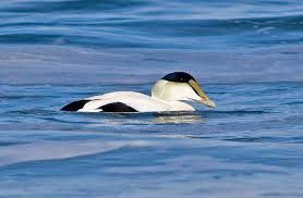 Attēlu rezultāti vaicājumam “Somateria mollissima male”