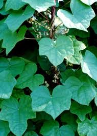 Attēlu rezultāti vaicājumam “Menispermum dauricum leaf”