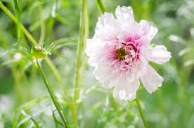 Image result for Cosmos bipinnatus `Double Click`