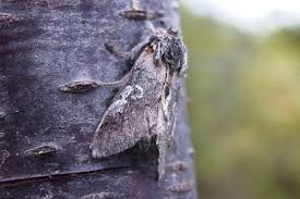 Attēlu rezultāti vaicājumam “Diloba caeruleocephala”