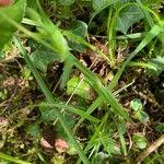 Attēlu rezultāti vaicājumam “Stellaria palustris leaf”