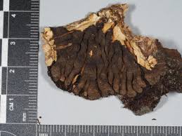 Attēlu rezultāti vaicājumam “Hypocreopsis lichenoides”