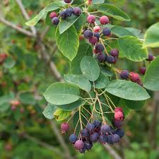 Attēlu rezultāti vaicājumam “Amelanchier canadensis”