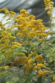 Attēlu rezultāti vaicājumam “Solidago virgaurea leaf”
