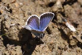 Attēlu rezultāti vaicājumam “Plebejus argus male”
