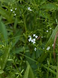 Attēlu rezultāti vaicājumam “Galium palustre”