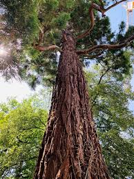 Image result for Mammutbaum