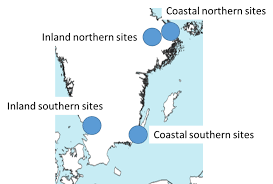 Attēlu rezultāti vaicājumam “Planaphrodes sp.”
