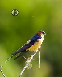 Image result for Cecropis daurica