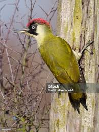 Attēlu rezultāti vaicājumam “Picus viridis”