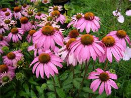 Image result for Echinacea angustifolia