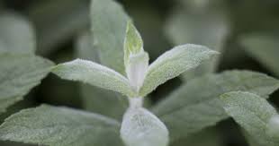 Attēlu rezultāti vaicājumam “Mentha longifolia”
