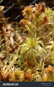 Attēlu rezultāti vaicājumam “Sphagnum angustifolium”