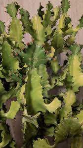 Attēlu rezultāti vaicājumam “Euphorbiaceae”