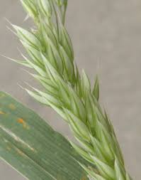 Attēlu rezultāti vaicājumam “Holcus mollis”