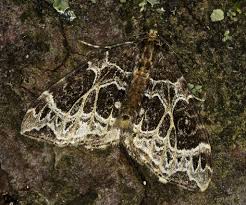 Attēlu rezultāti vaicājumam “Ecliptopera silaceata”