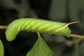 Attēlu rezultāti vaicājumam “Sphinx ligustri”