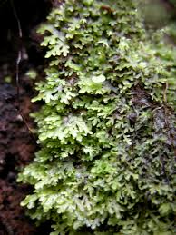 Attēlu rezultāti vaicājumam “Riccardia multifida”