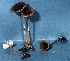 Attēlu rezultāti vaicājumam “Collybia sp.”