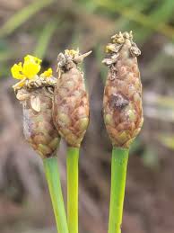 Attēlu rezultāti vaicājumam “Trichia ambigua stalked”