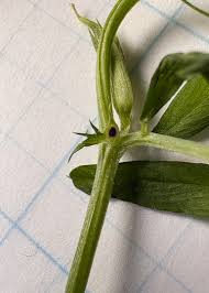 Attēlu rezultāti vaicājumam “Vicia angustifolia leaf”