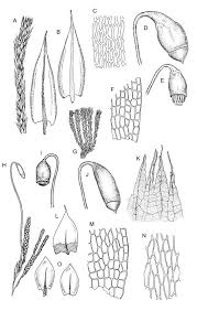 Attēlu rezultāti vaicājumam “Bryum argenteum”