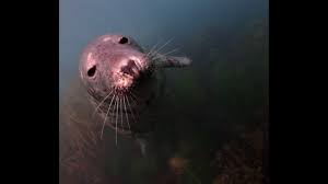 Image result for Ilfracombe Orcas Octopush Club