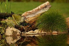 Attēlu rezultāti vaicājumam “Picus viridis nest”