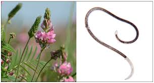 Attēlu rezultāti vaicājumam “Onobrychis arenaria bud”