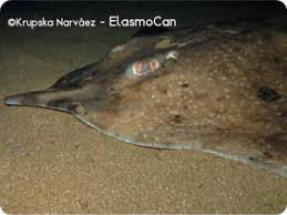 Image result for Rostroraja alba