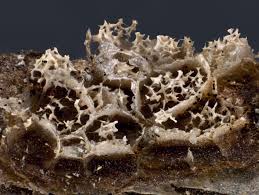 Attēlu rezultāti vaicājumam “Badhamia affinis macro”