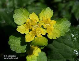 Attēlu rezultāti vaicājumam “Chrysosplenium alternifolium flower”