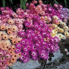 Image result for Mesembryanthemum criniflorum