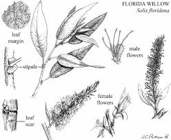 Attēlu rezultāti vaicājumam “Salix x doniana flower”