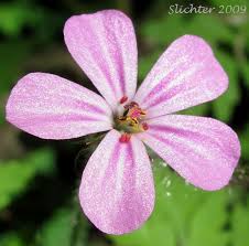 Attēlu rezultāti vaicājumam “Geranium robertianum flower”