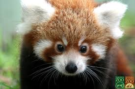 http://t0.gstatic.com/images?q=tbn:ANd9GcRyweBaFRow0NctGPpfGTsMPFqDHvd2oDpBvCd_XiXMLjma3evseA