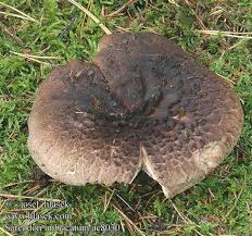 Attēlu rezultāti vaicājumam “Sarcodon imbricatum”